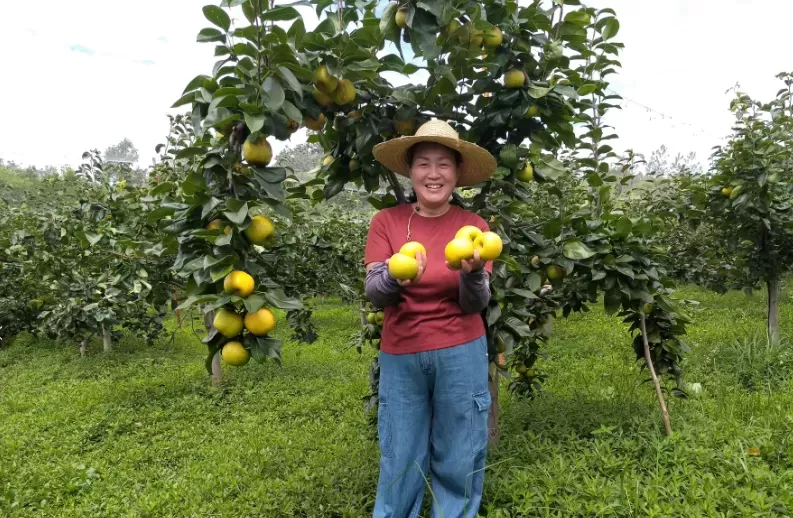 肥东：生态园梨香丰收忙  “甜蜜产业”促增收