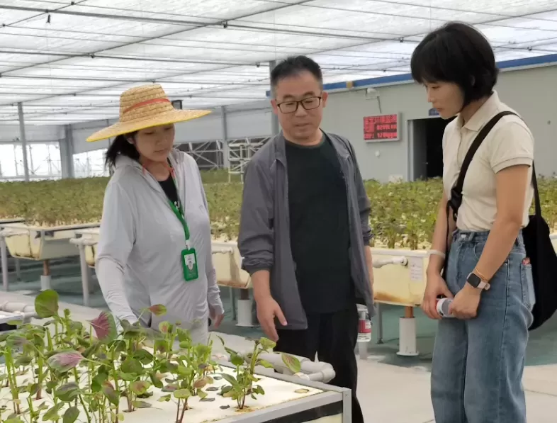 肥东桥头集镇：热浪挡不住调研乡村振兴的脚步