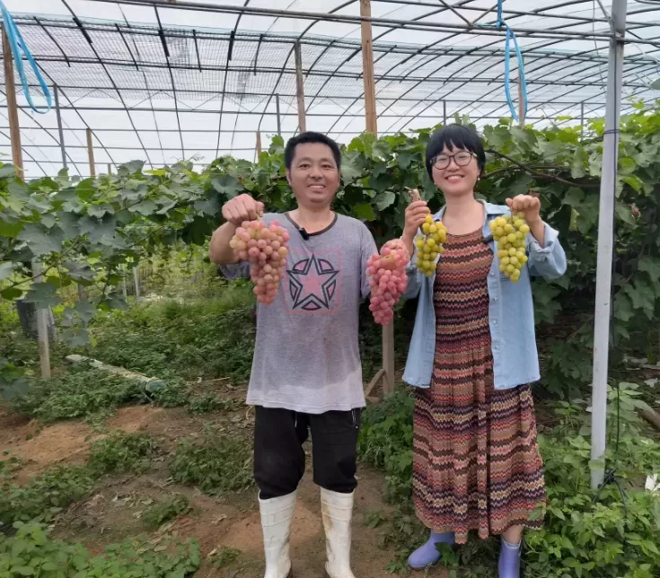 肥东桥头集镇：葡萄摊摆到市展销中心 备受顾客青睐